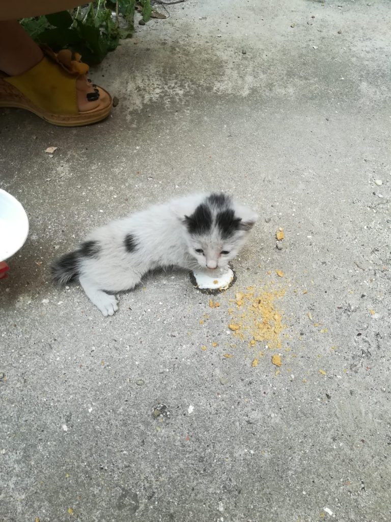 FOTO – Pisică salvată de pompieri de pe acoperișul unei clădiri