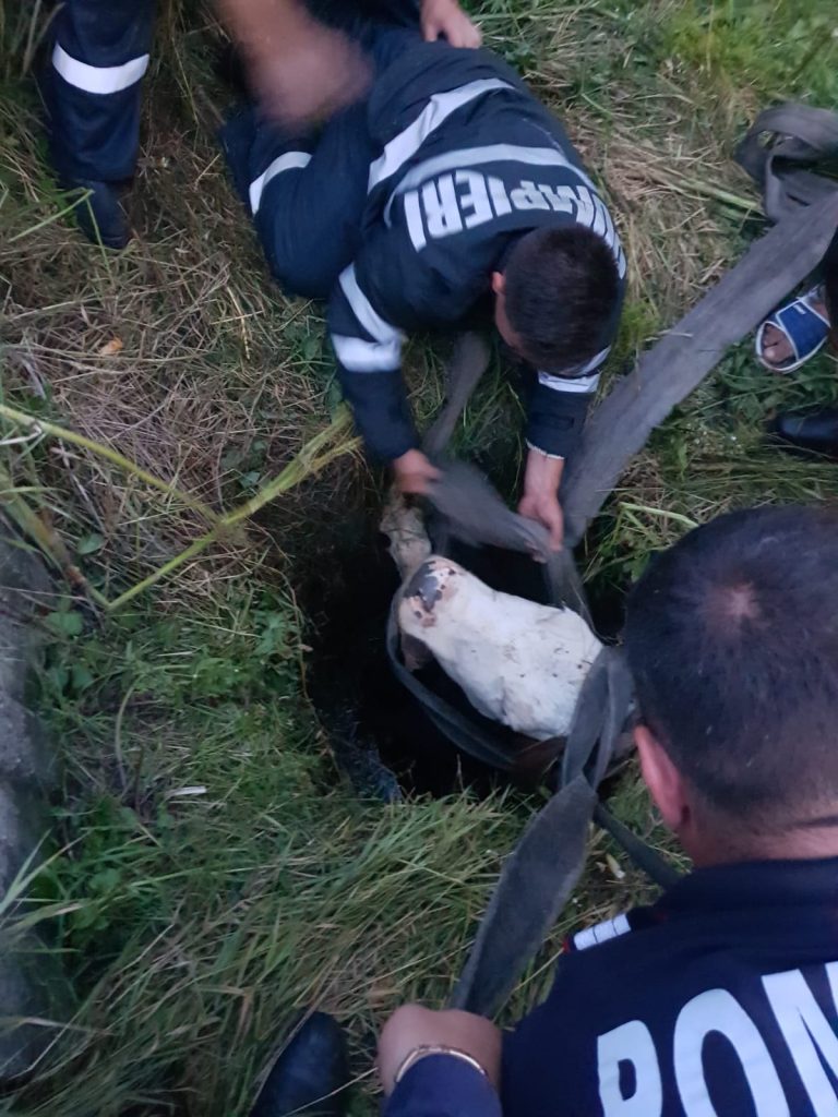 FOTO – Vacă salvată de pompieri dintr-o fântănă adâncă de șase metri