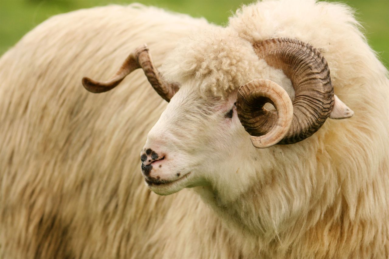 Târgul de oi de la Poiana Sibiului se ține din nou fără oi