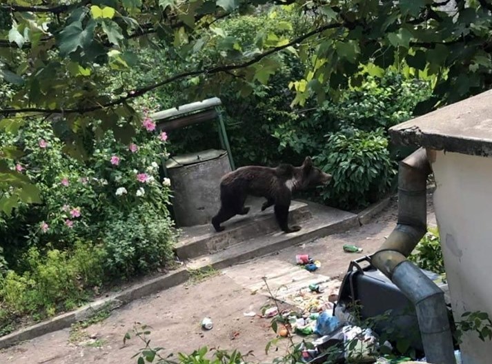 Urs fugărit, timp de patru ore, de poliție și vânători, prin curțile din Biertan