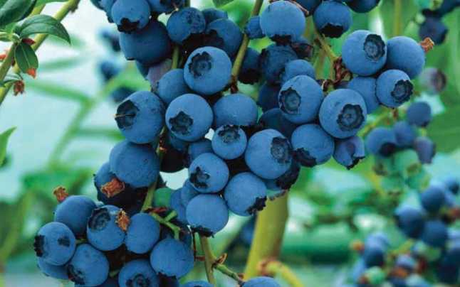 165 de kilograme de afine, confiscate de polițiști