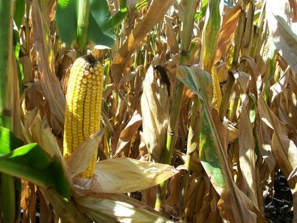 Trei bărbați prinși după ce au furat porumb și lucernă