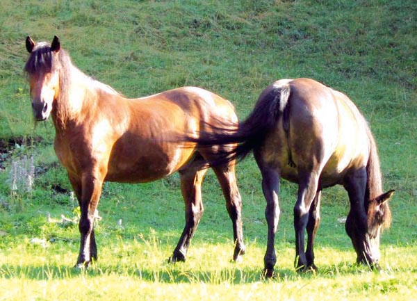 Reținuți de polițiști după ce au furat doi cai