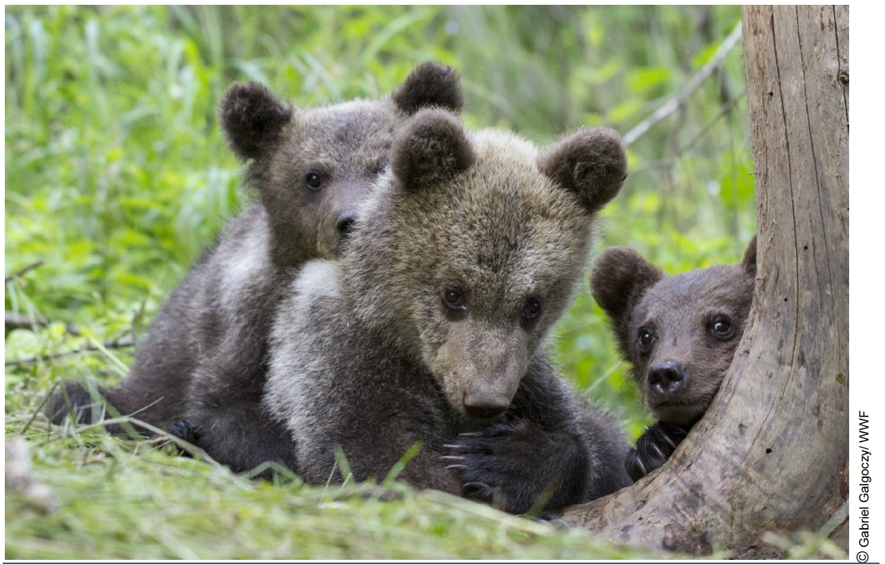 Ursul, pus de Senat pe lista animalelor ce pot fi vânate în România, deși Directiva Habitate a UE interzice acest lucru