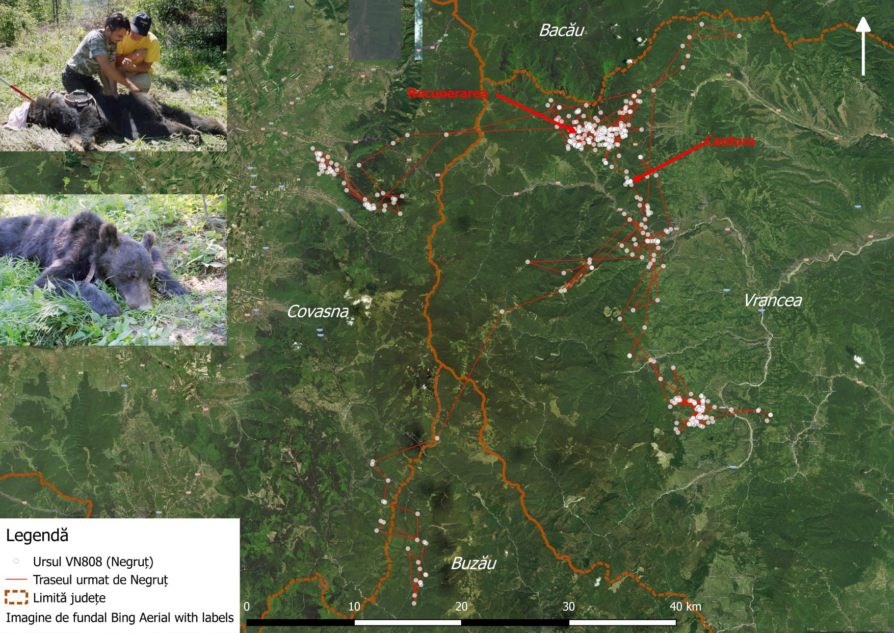 Unde merge un urs liber, din România? Unde vrea el. Povestea lui Negruț, care străbate 3 județe o vară întreagă