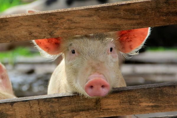 România se află la un pas de a fi declarată în „zona roșie” în ceea ce privește existența virusului pestei porcine