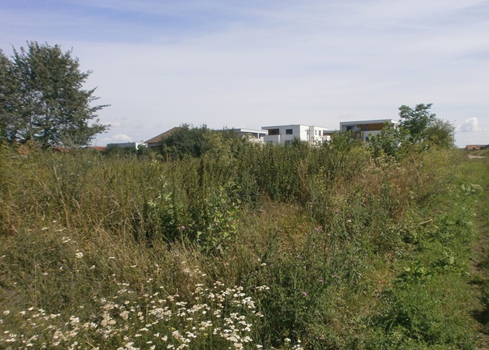 Amenzi de până la 5.000 de lei pentru medieșenii care nu își curăță terenurile