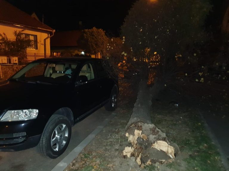 Copac căzut pe strada Strungului din Sibiu