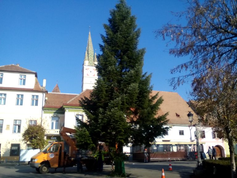 FOTO – Brad de 12 metri în centrul istoric al Mediașului