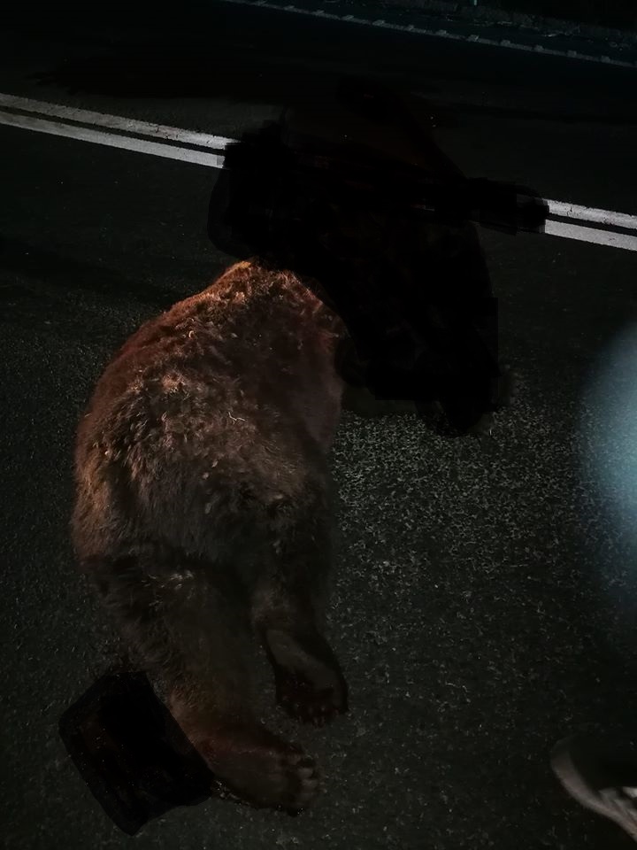 FOTO – Urs lovit mortal de un autoturism pe DN 1