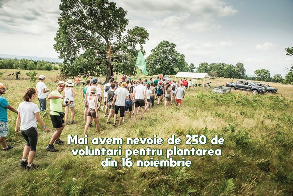 Se caută voluntari pentru plantarea unei păduri la Șura Mare. Participi?