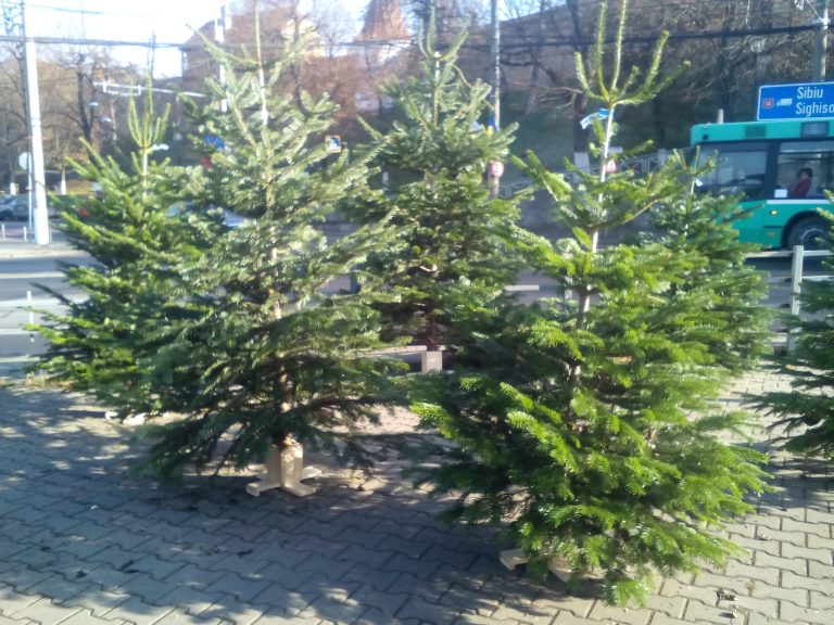 Romsilva scoate la vânzare aproape 31.000 de pomi de Crăciun