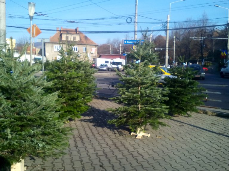 FOTO – Brazii de Crăciun au ajuns în piața din Mediaș