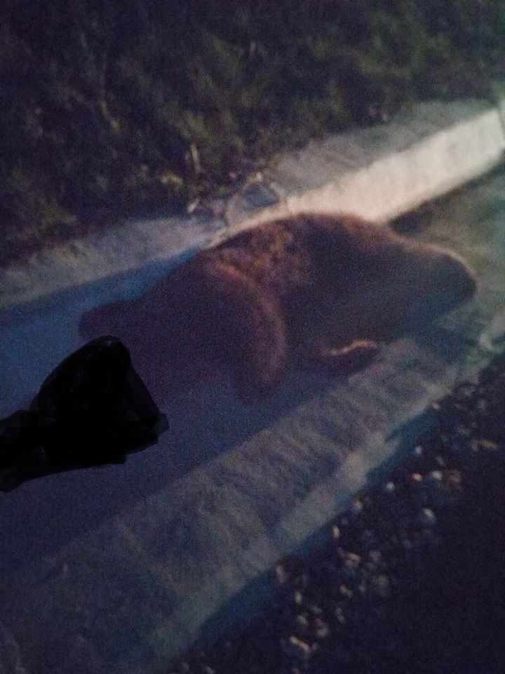 FOTO – Urs accidentat mortal de un autoturism