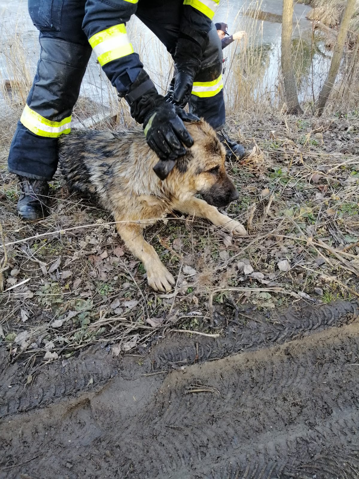 FOTO – Câine salvat de pompieri dintr-un lac