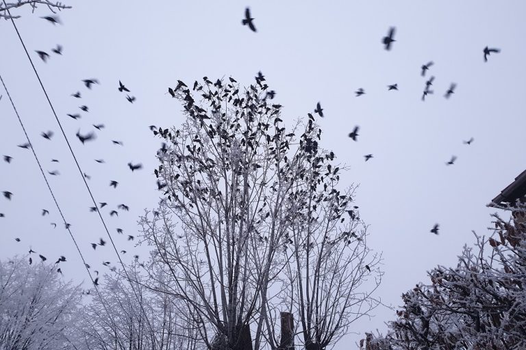 Primăria încearcă din nou îndepărtarea ciorilor din parcurile din Sibiu