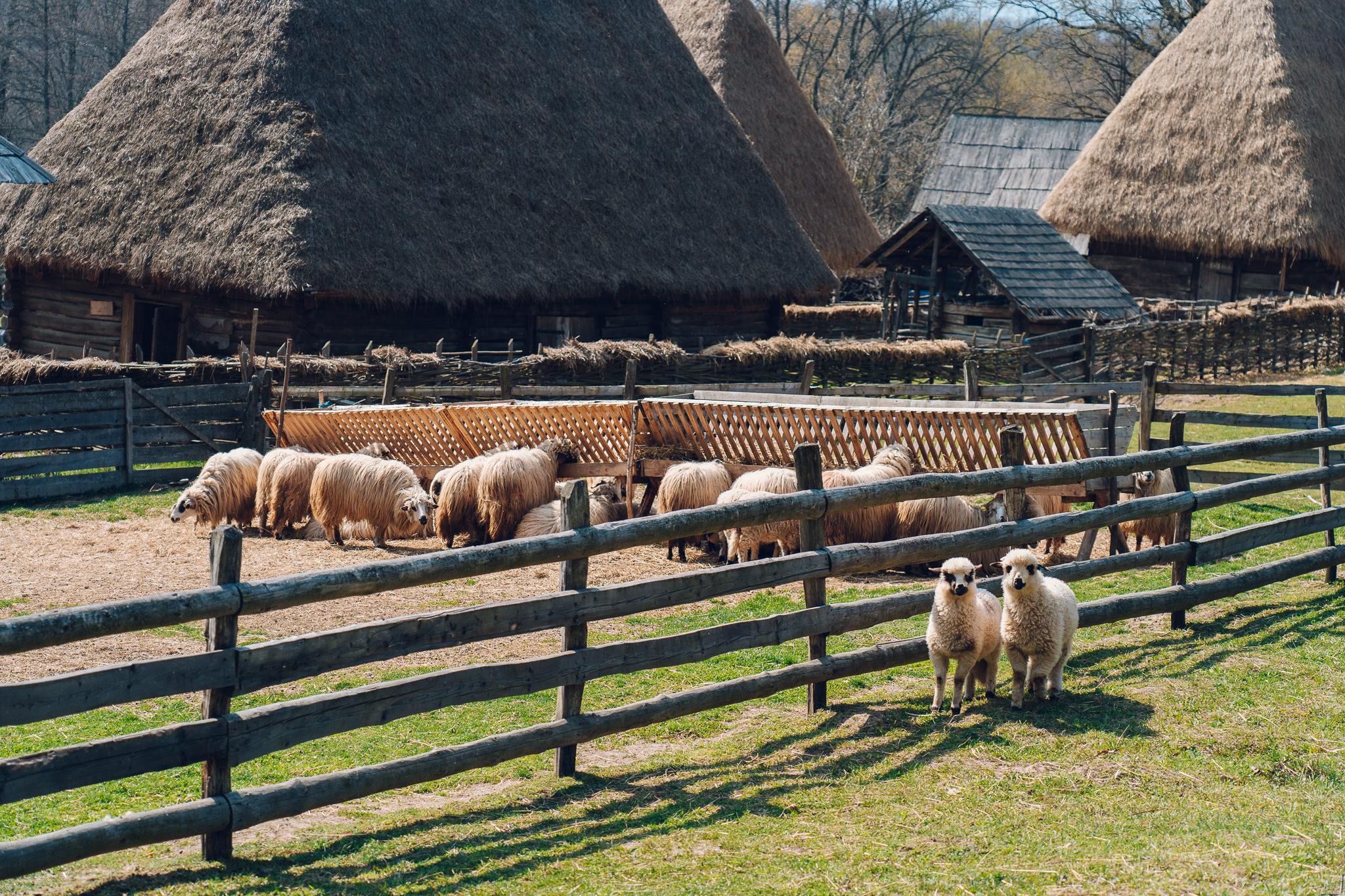 De ce se consumă pentru prima oară în an telemeaua proaspătă de oaie în ziua de Paști. Explicația Muzeului ASTRA