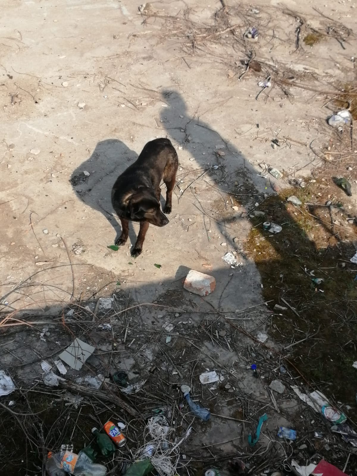 FOTO: Cățel salvat de pompieri, în Agnita