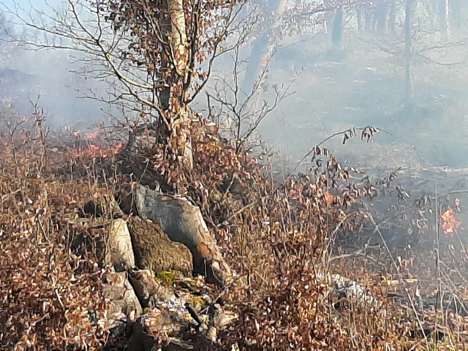 FOTO: 15 hectare de vegetație uscată și fond forestier, în flăcări