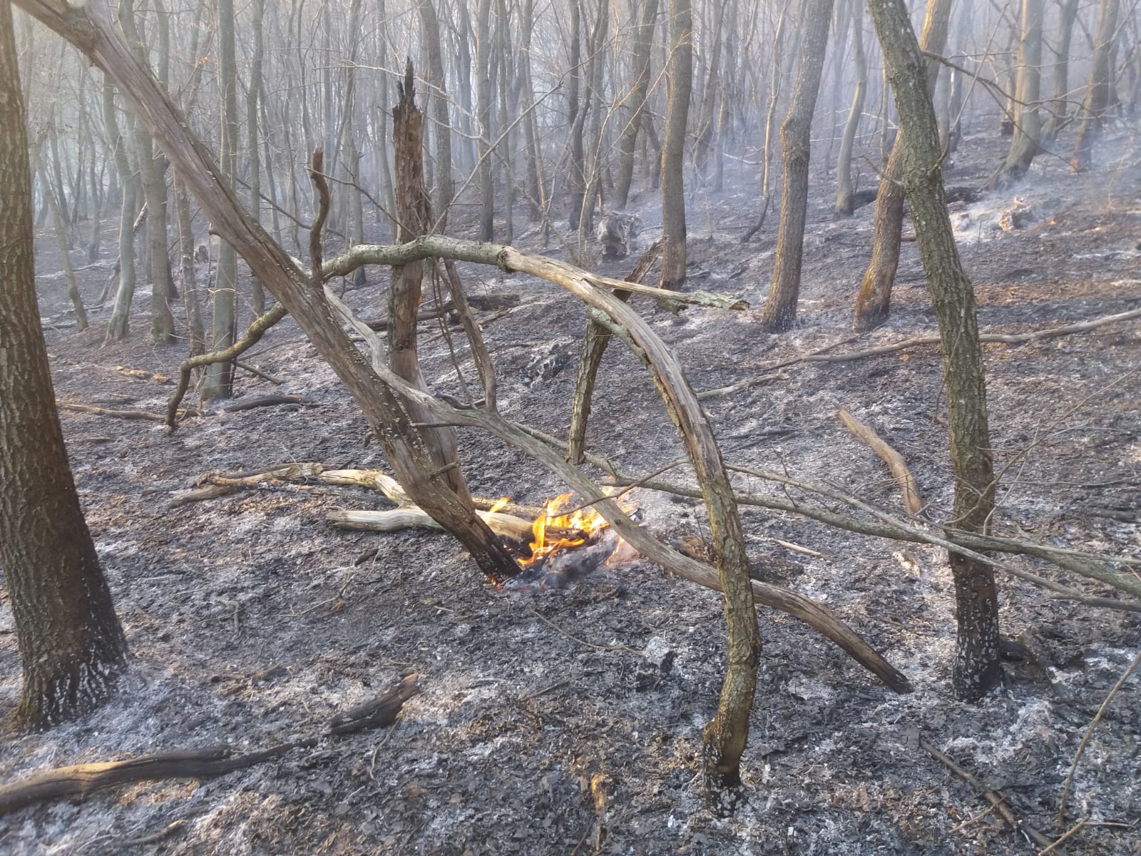 FOTO: 8 hectare de vegetație și pădure au ars la Agnita și Alțâna