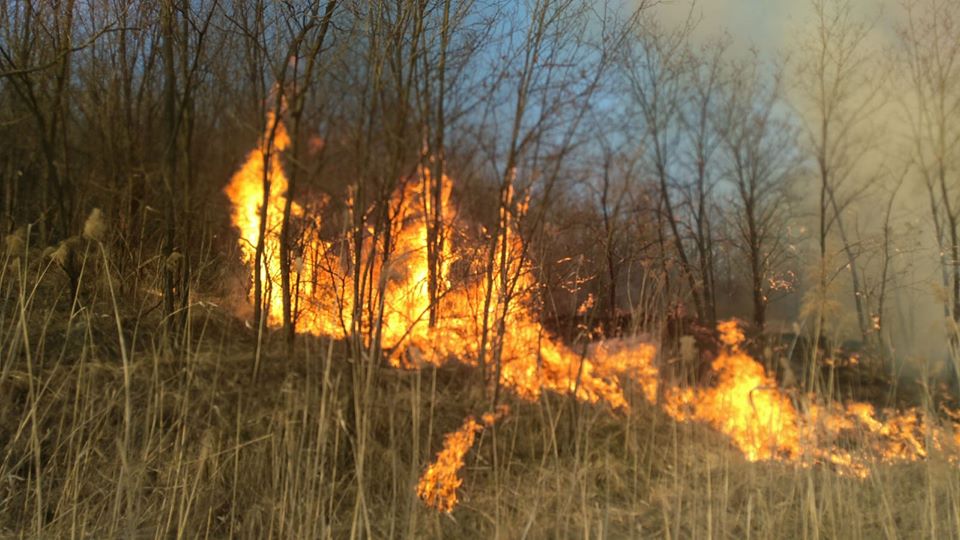 FOTO: Două hectare de plantație, distruse de un incendiu la Copșa Mică
