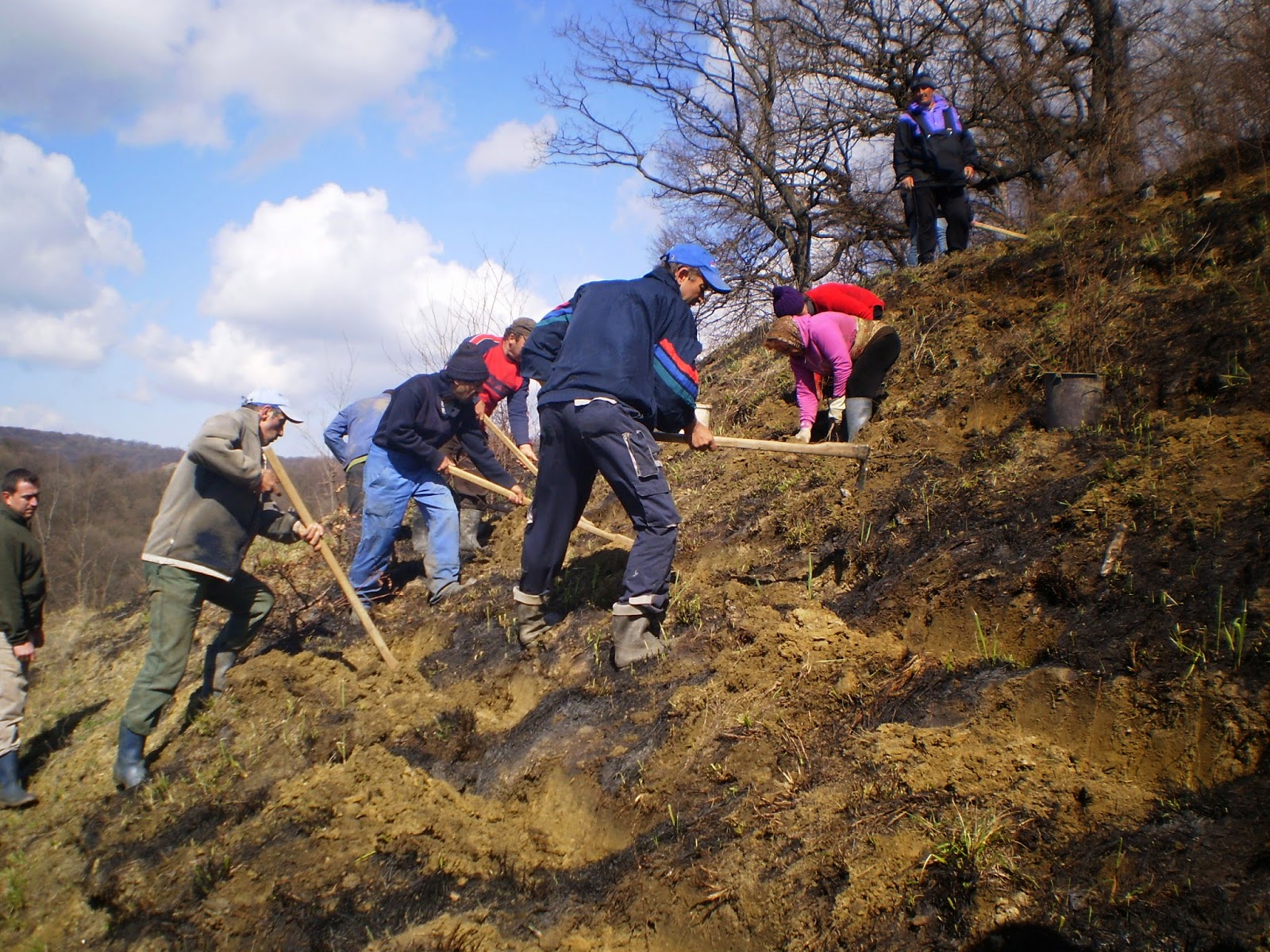 Primăria Mediaș vrea 233.000 de euro pentru regenerarea pădurilor
