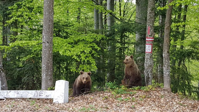 Discuții între vânătorii, jandarmii, pădurarii și ONG-urile din Sibiu: Trimitem turiștii în drumeții, dar urșii se înmulțesc, atacă ziua și au „un comportament deviant”