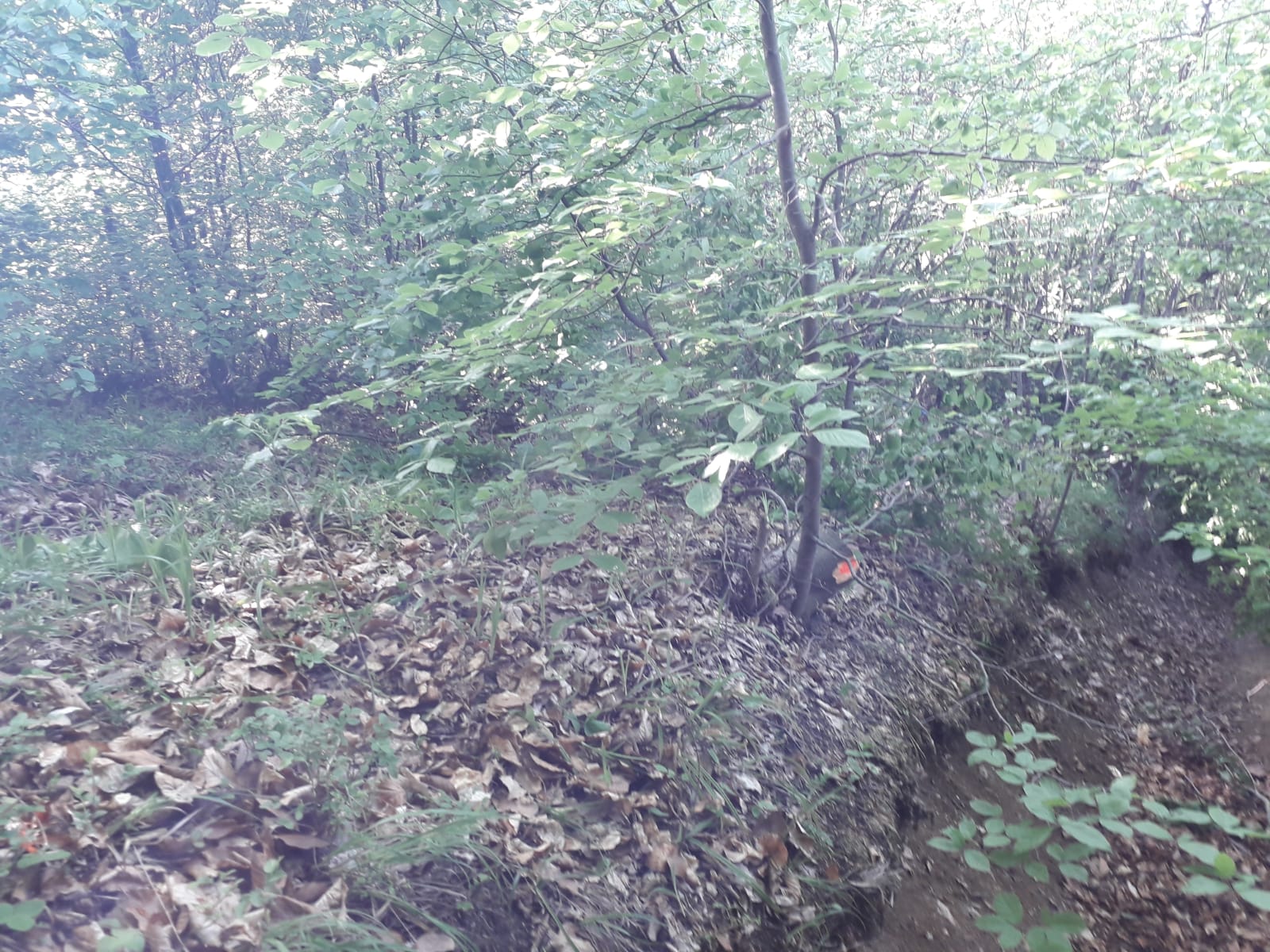 FOTO: Dosar penal pentru un bărbat din Gura Râului pentru tăiere ilegală și furt de arbori