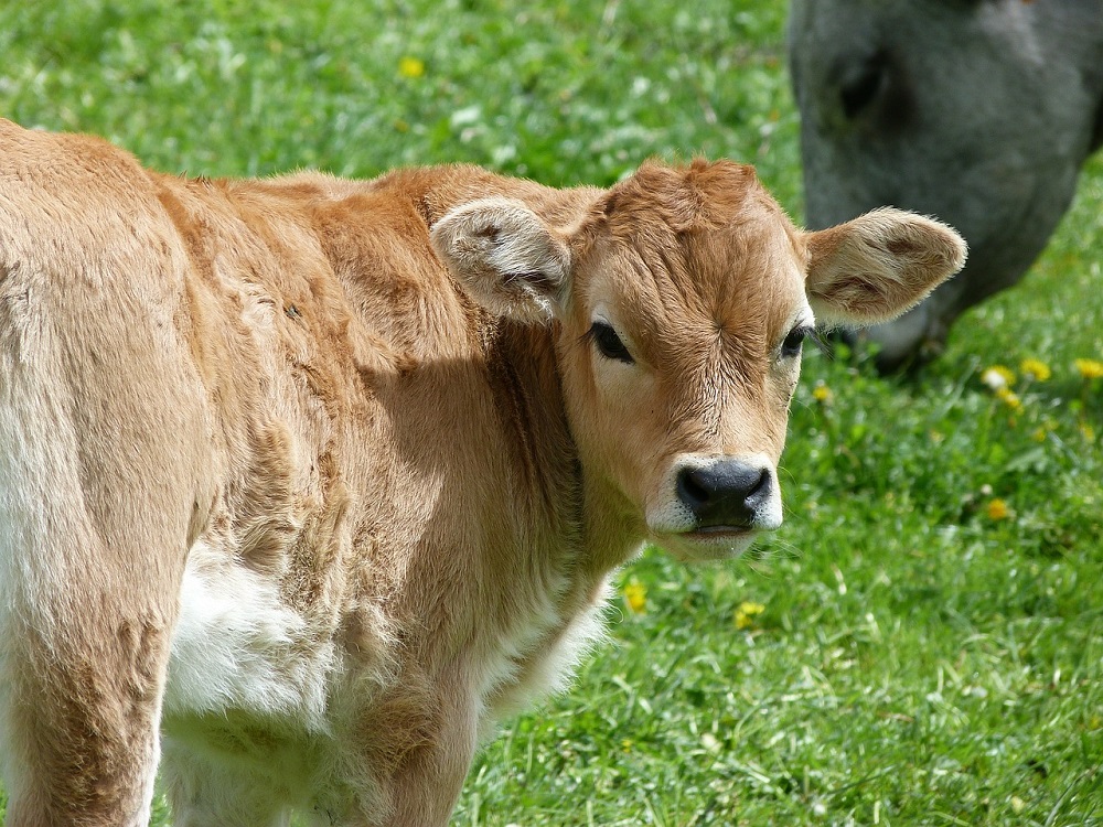 Vițel furat din grajdul unui localnic din Buzd