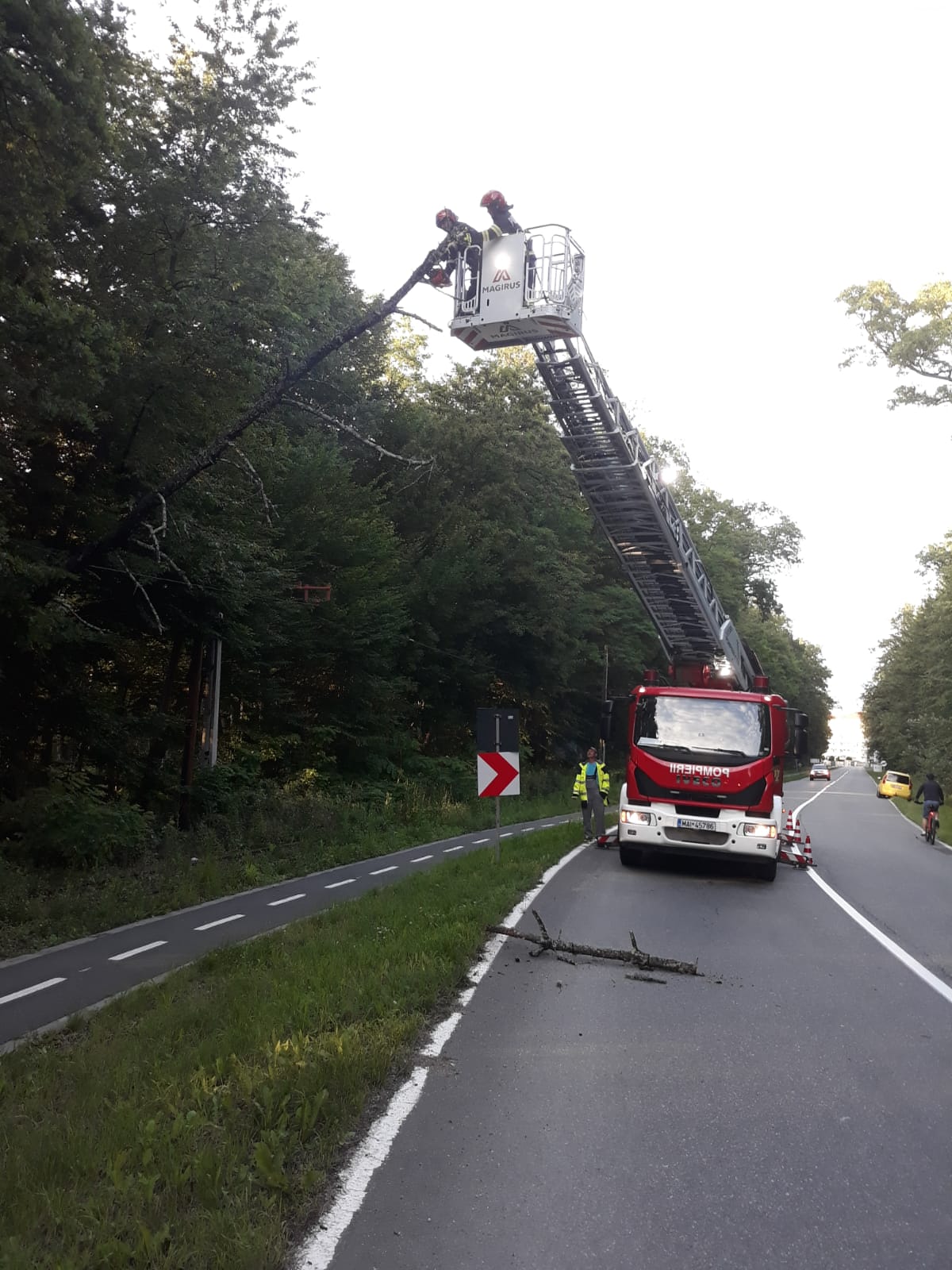 FOTO: Copac căzut peste firele de tramvai la ieșirea din Sibiu