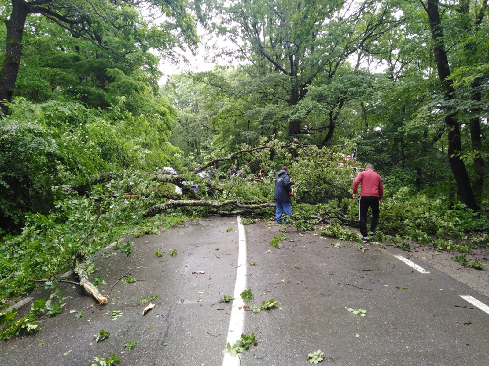 Circulație întreruptă pe DN 14 după ce un copac a căzut peste o mașină