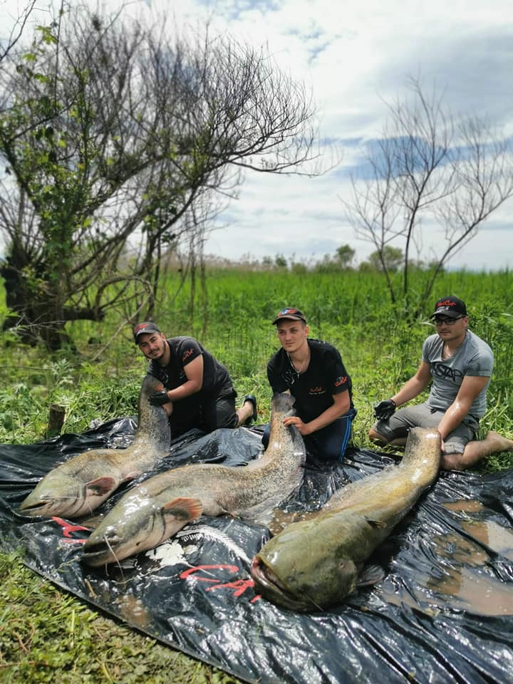 FOTO: Cinci somni uriași prinși pe râul Olt de pescarii medieșeni