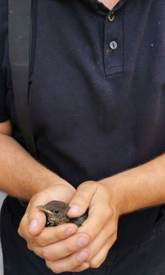 FOTO: Pui de mierlă salvat de pompierii sibieni