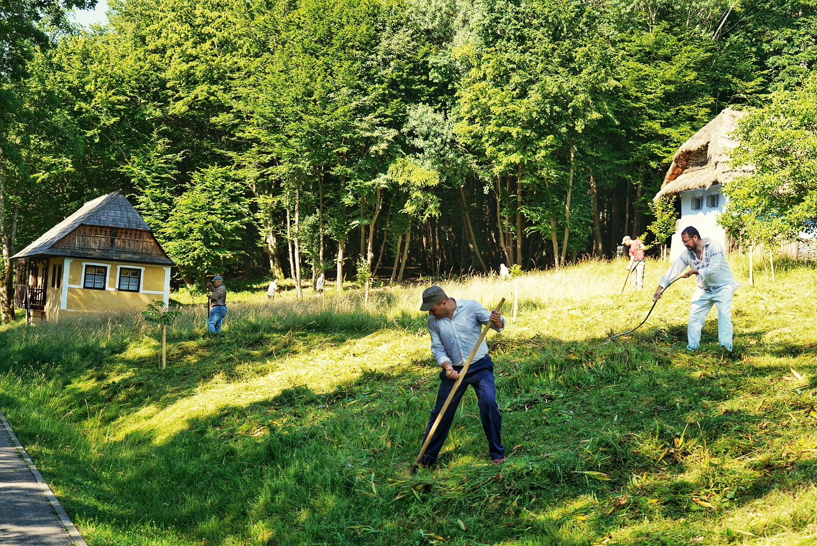 20 de vizitatori ai Muzeului ASTRA au cosit fâneața din Dumbrava Sibiului