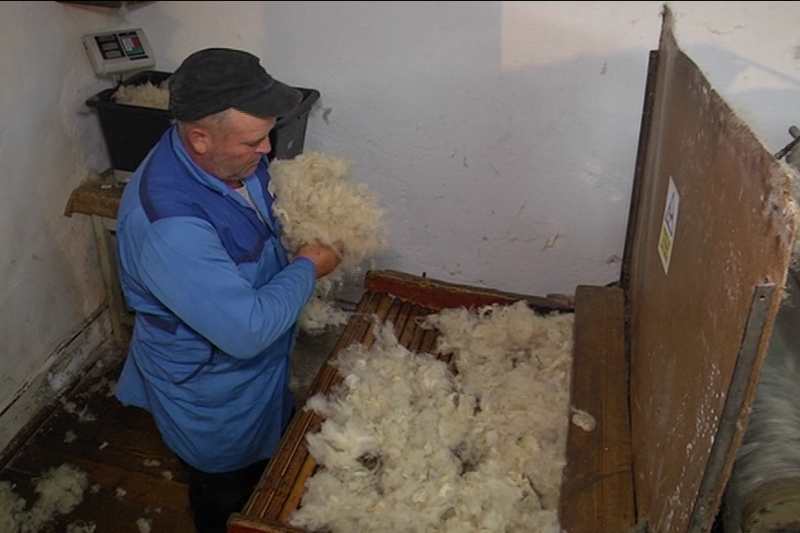O nouă metodă de curățare a lânii, testată la Sibiu