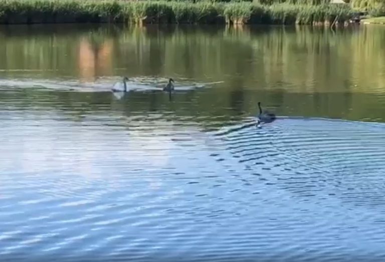 VIDEO | Al treilea pui de lebădă, eliberat pe lacul din Muzeul în Aer Liber