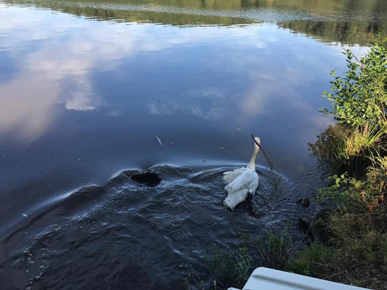 VIDEO | Două lebede ale Asociației „Prietenii Berzelor” s-au mutat în casă nouă