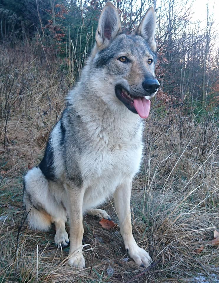 Dora s-a pierdut pe Transfăgărășan. Stăpânii oferă 4.000 lei recompensă celui care o găsește