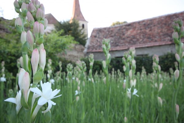 Locuitorii din Hoghilag se mută în Muzeul ASTRA