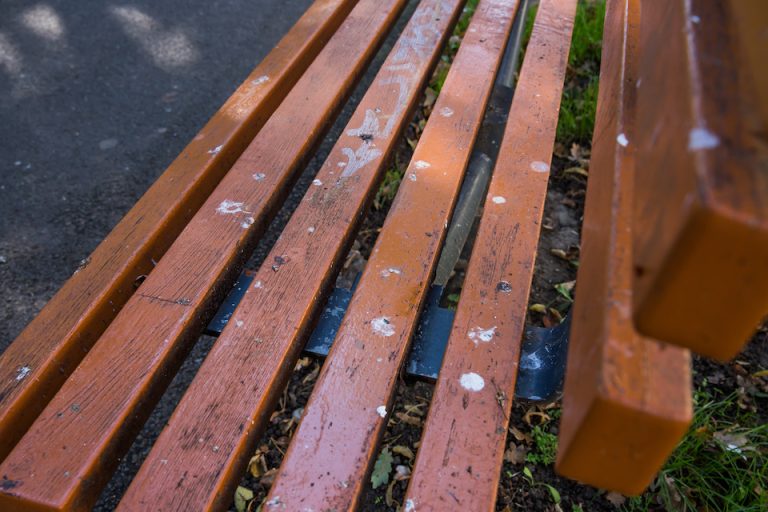 Ciorile, un real deranj în parcurile și zonele verzi din Sibiu