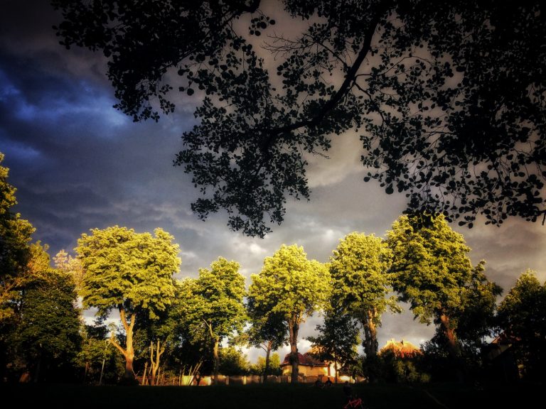 Traseul tematic din parcul Sub Arini, extins cu 5 panouri despre grupe de specii din natură