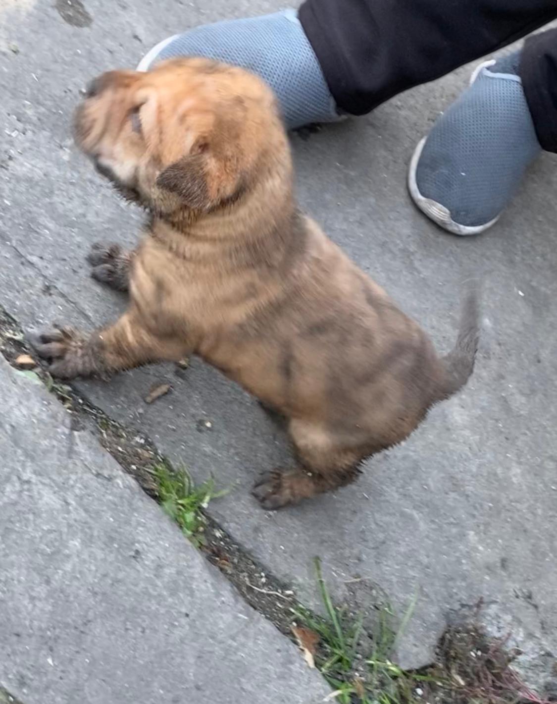 Doi cățeluși căzuți într-o fântână din Copșa Mică, salvați de pompieri