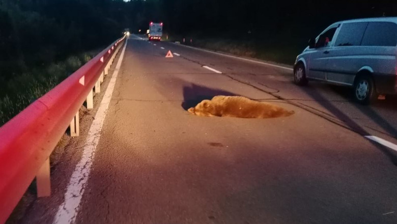 Ursul lovit de mașină pe DN1 a murit, după cinci ore de agonie