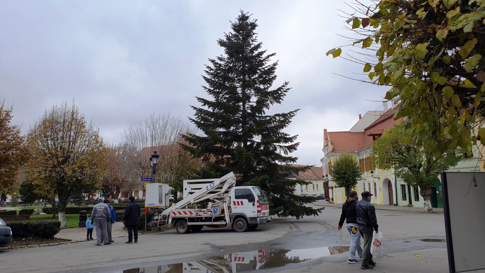 FOTO: Brad de 13 metri în Piața Regele Ferdinand I din Mediaș