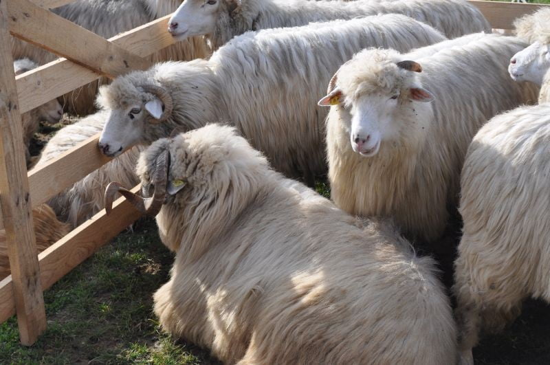 3 bărbați cercetați pentru tâlhărie după ce au amenințat ciobanul și au furat 20 de animale de la o stână