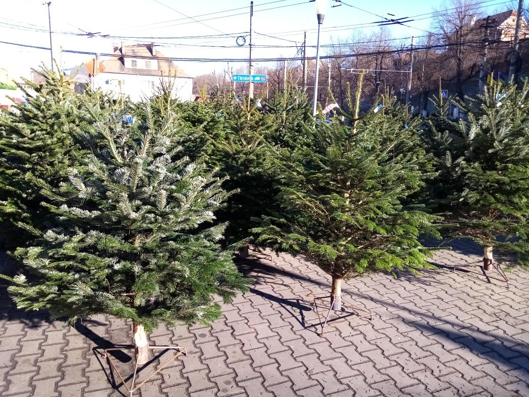 FOTO: Brazii de Crăciun au ajuns în piața din Mediaș