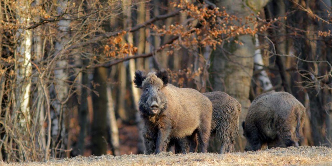 Pestă porcină confirmată la un mistreț dintr-un fond de vânătoare din județul Sibiu