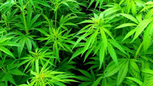 DIICOT, despre cânepă: Orice produs care conţine THC, indiferent de concentraţie, se încadrează noţiunii de drog