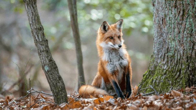 Dosare penale pentru doi bărbați prinși cu o vulpe și un mistreț