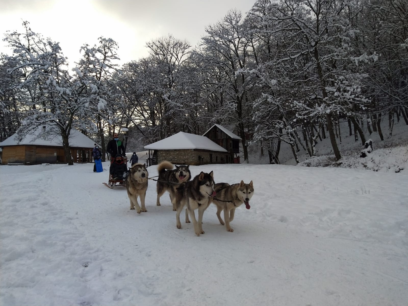 VIDEO | Plimbări cu sania trasă de patru câini, în Muzeul ASTRA